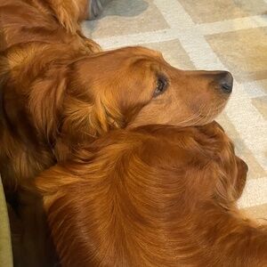 Meet your Posher, Abby